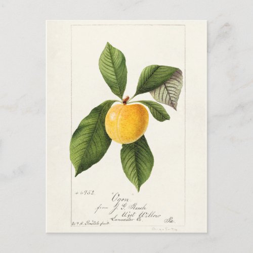 Plum Prunus Domestica Fruit Watercolor Painting Postcard