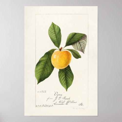 Plum Prunus Domestica Fruit Watercolor Painting Poster