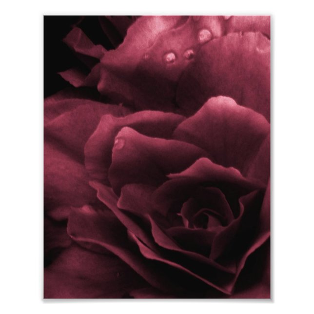 Plum Red Close Up of a Double Begonia Photo Print (Front)