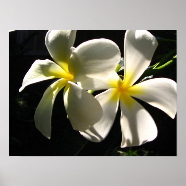 Plumaria Hawaiian Tropical Flowers Poster Print (Front)