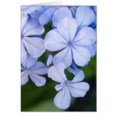 Plumbago (Front)