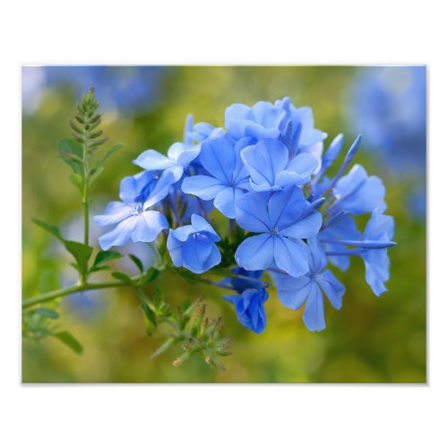 Plumbago _ Blue Summer Flowers Floral Photography Photo Print