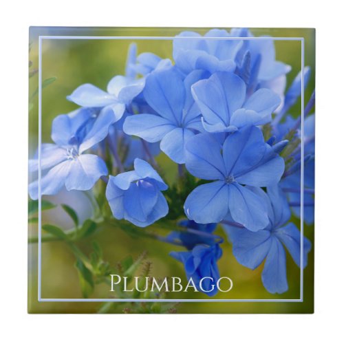 Plumbago _ Blue Summer Flowers Nature Photography Ceramic Tile