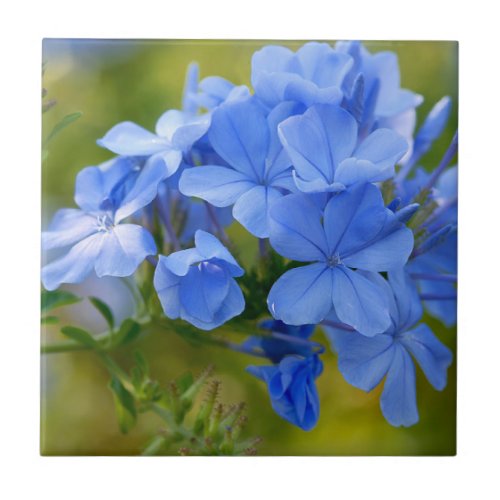 Plumbago _ Blue Summer Flowers Photography Tile