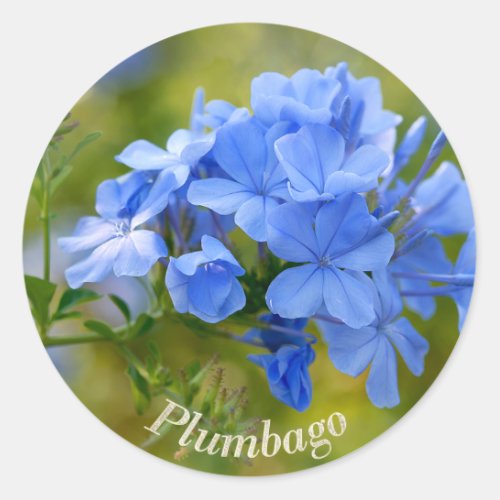 Plumbago _ Blue Summer Flowers Picture Classic Round Sticker