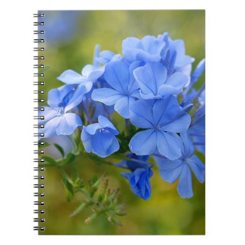 Plumbago _ Blue Summer Flowers Picture Notebook