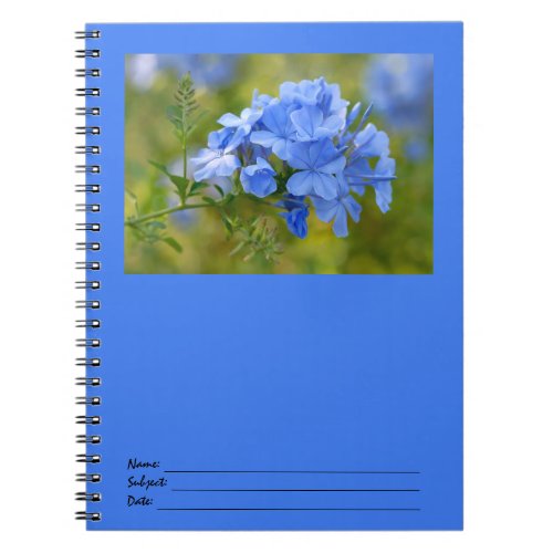 Plumbago _ Blue Summer Flowers Picture Notebook