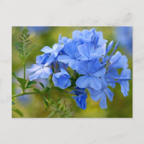 Plumbago _ Blue Summer Flowers Picture Postcard