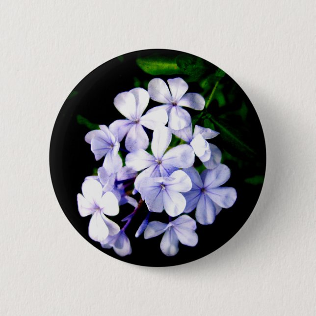 plumbago button (Front)