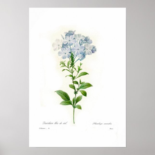 Plumbago caerulea poster (Front)