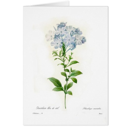 Plumbago Cards (Front)