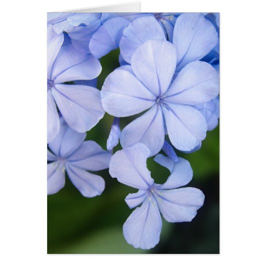 Plumbago Cards (Front)