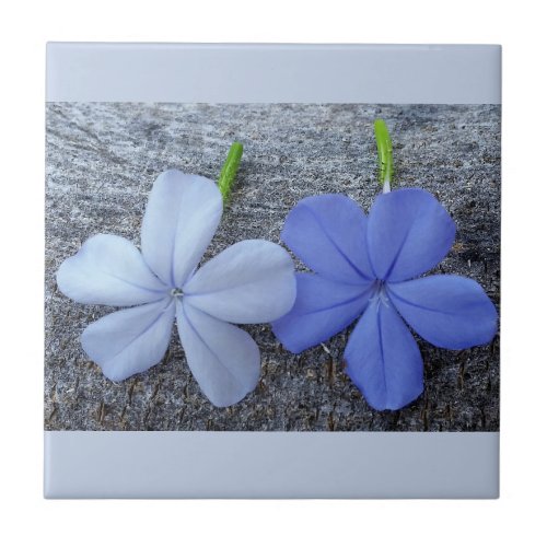 plumbago  ceramic tile