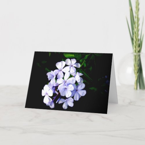 plumbago holiday card