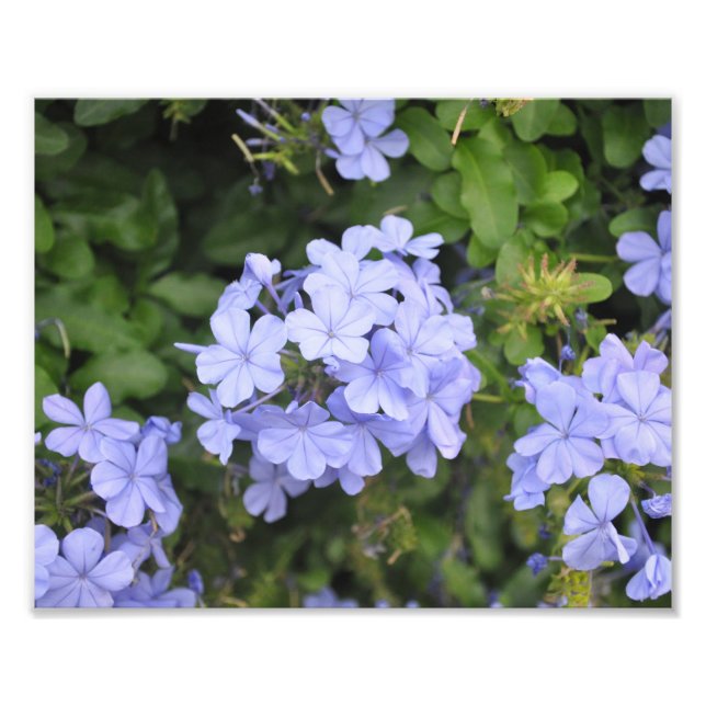 Plumbago of Kauai Photo Print (Front)