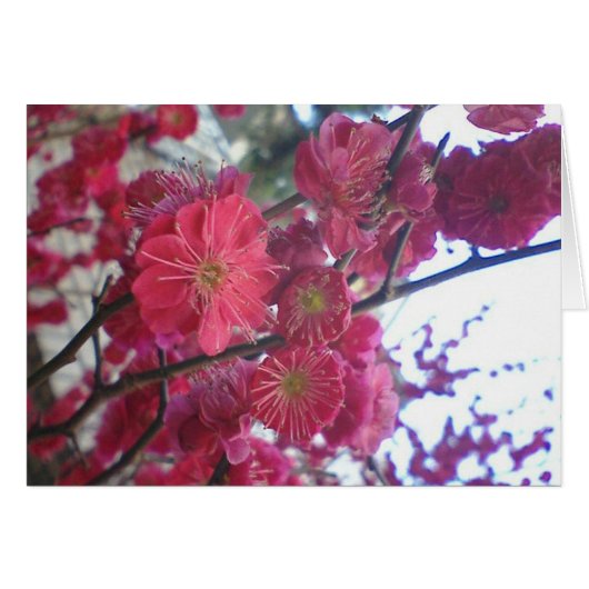 plumblossom cards (Front Horizontal)