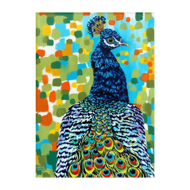 Plumed Peacock II Acrylic Print (Front)
