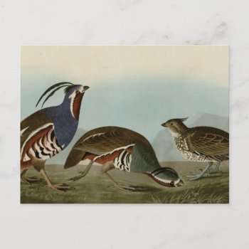 Plumed & Thick-legged Partridge Postcard by birdpictures at Zazzle