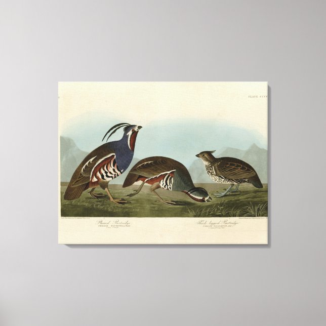 Plumed & Thick-legged Partridges - Audubon's Birds Canvas Print (Front)