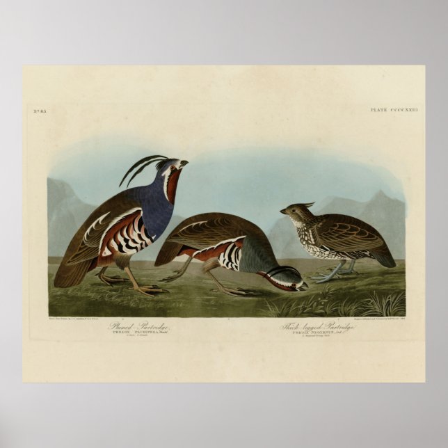Plumed & Thick-legged Partridges - Audubon's Birds Poster (Front)