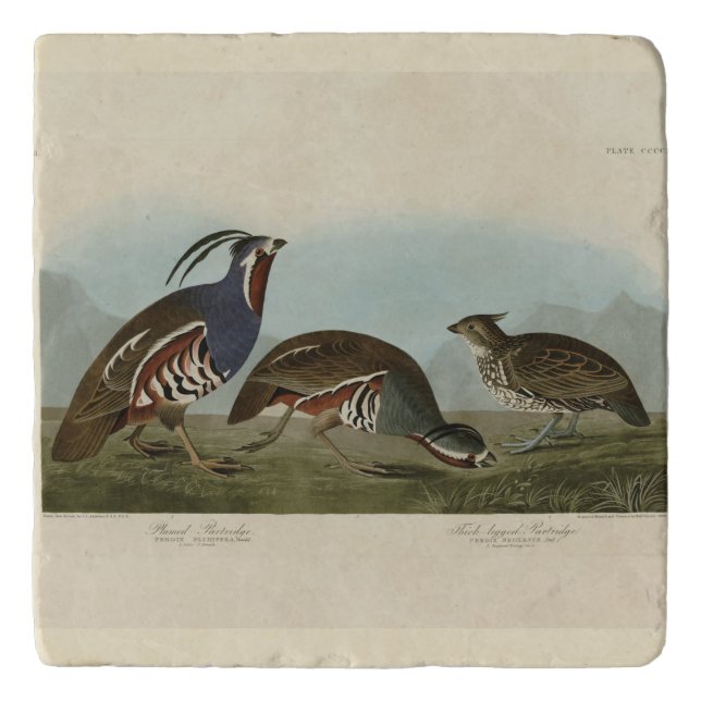 Plumed & Thick-legged Partridges - Audubon's Birds Trivet (Front)
