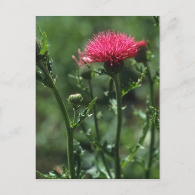 Plumed Thistle (Cirsium Japonicom) flowers Postcard (Front)