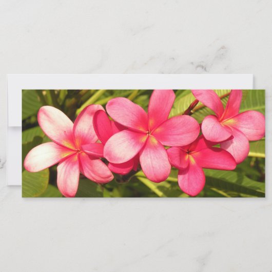Plumeria (Front)