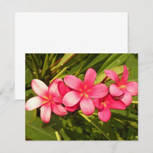 Plumeria (Front/Back)