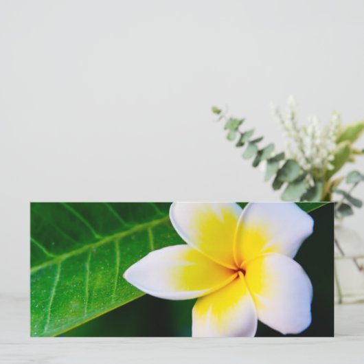 plumeria (Standing Front)