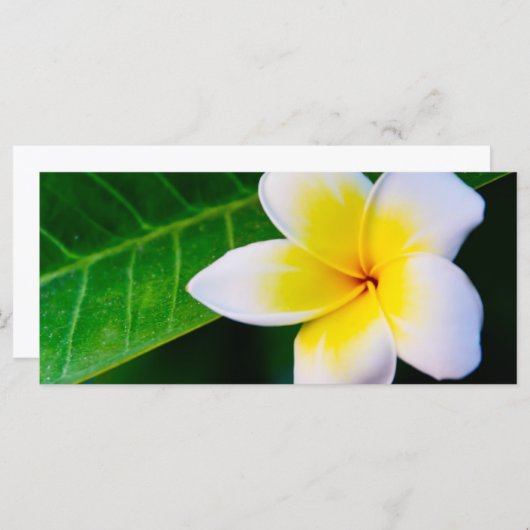 plumeria (Front/Back)