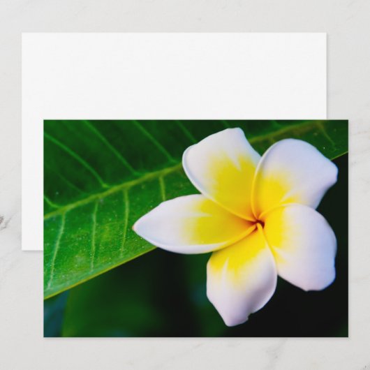 plumeria (Front/Back)