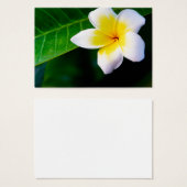 plumeria (Front & Back)