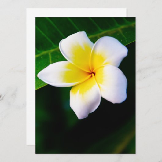 Plumeria (Front/Back)