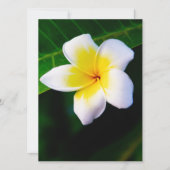 Plumeria (Front)