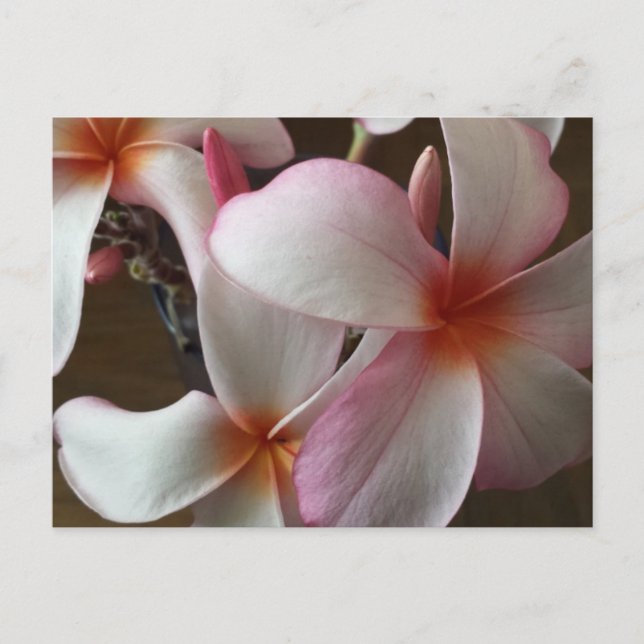 Plumeria 3 - educatedbrainfart postcard (Front)