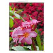 Plumeria and Bougainvillea (Front)