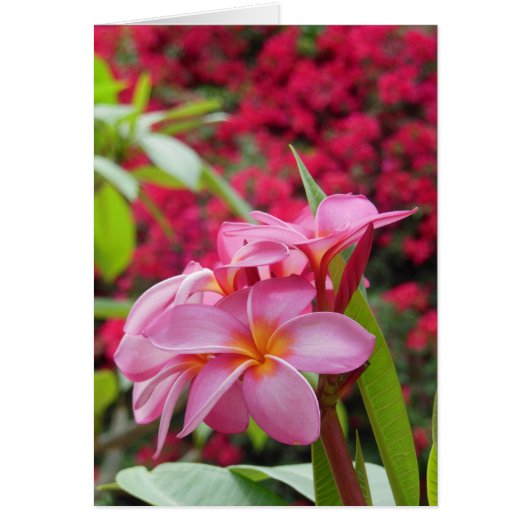 Plumeria and Bougainvillea (Front)