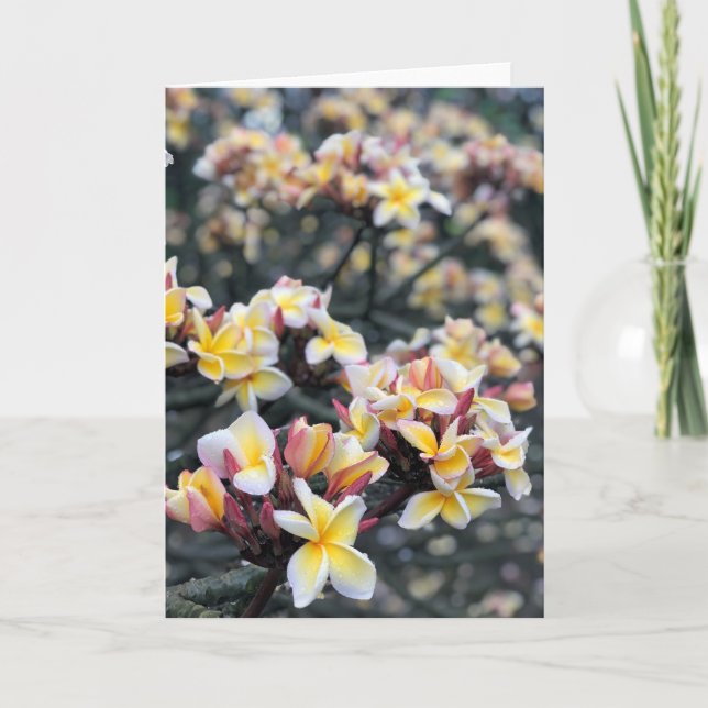 Plumeria Blossoms Card (Front)