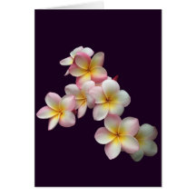 Plumeria blossoms on dark purple