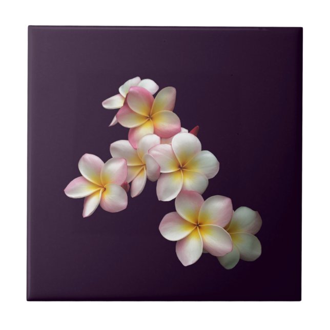 Plumeria blossoms on dark purple ceramic tile (Front)