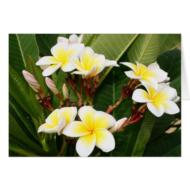 Plumeria Bouquet Cards (Front Horizontal)