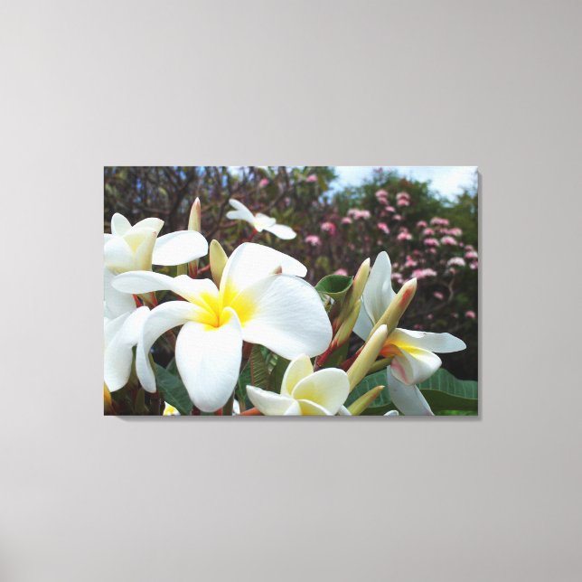 Plumeria Canvas Print 1 (Front)