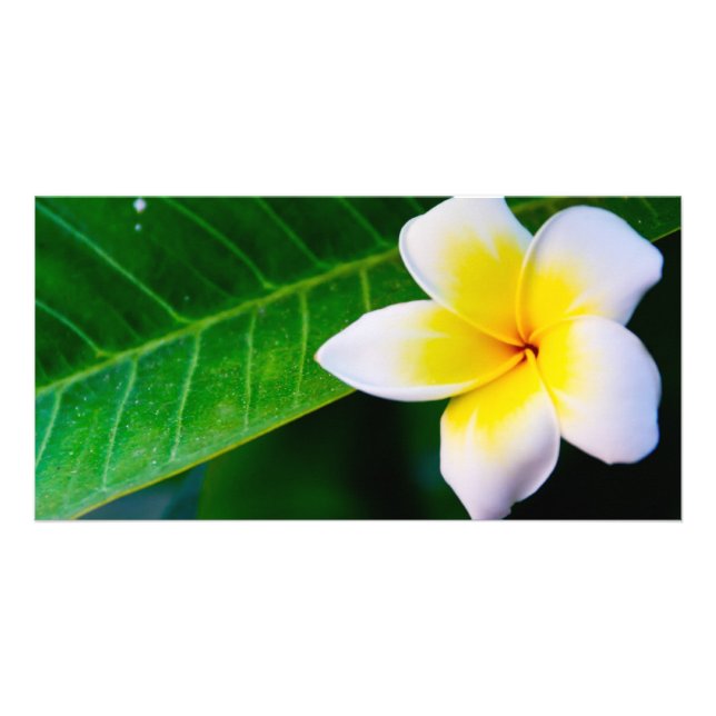 plumeria card (Front)