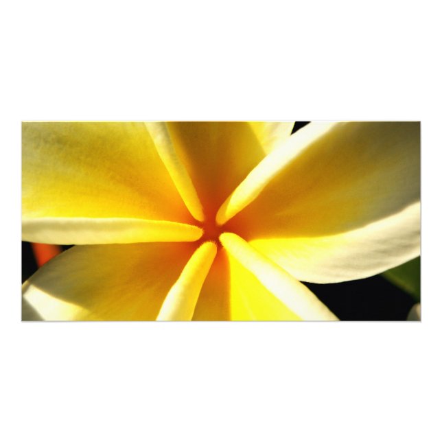 Plumeria Card (Front)