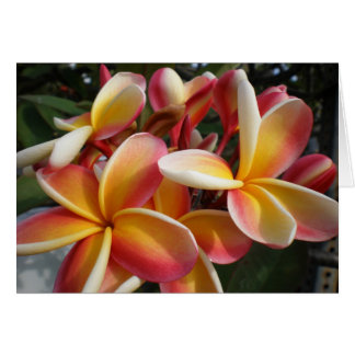 plumeria cards