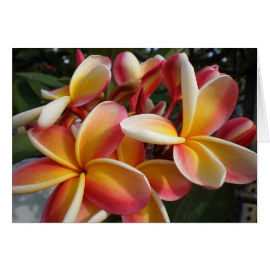 plumeria cards (Front Horizontal)
