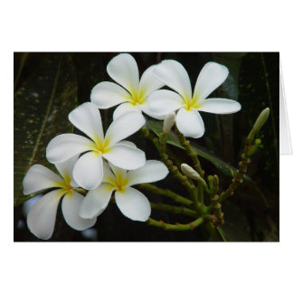 Plumeria Cards