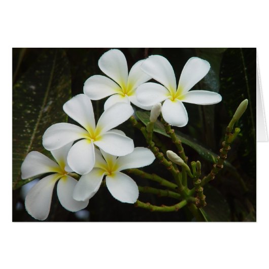 Plumeria Cards (Front Horizontal)