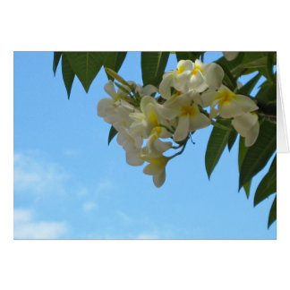 Plumeria Cards