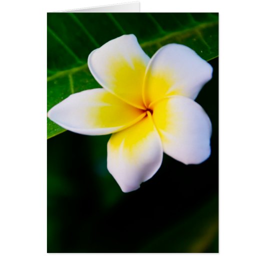 Plumeria Cards (Front)